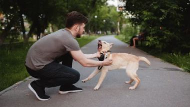 Explore help for aggression and reactivity