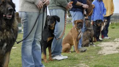 Explore basic obedience training