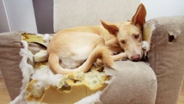 Explore behavior modification services