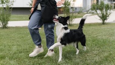Explore off-leash training services