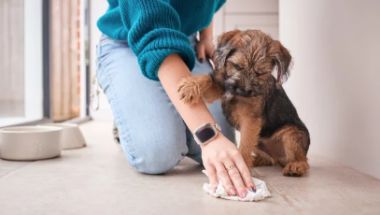 Explore puppy training services