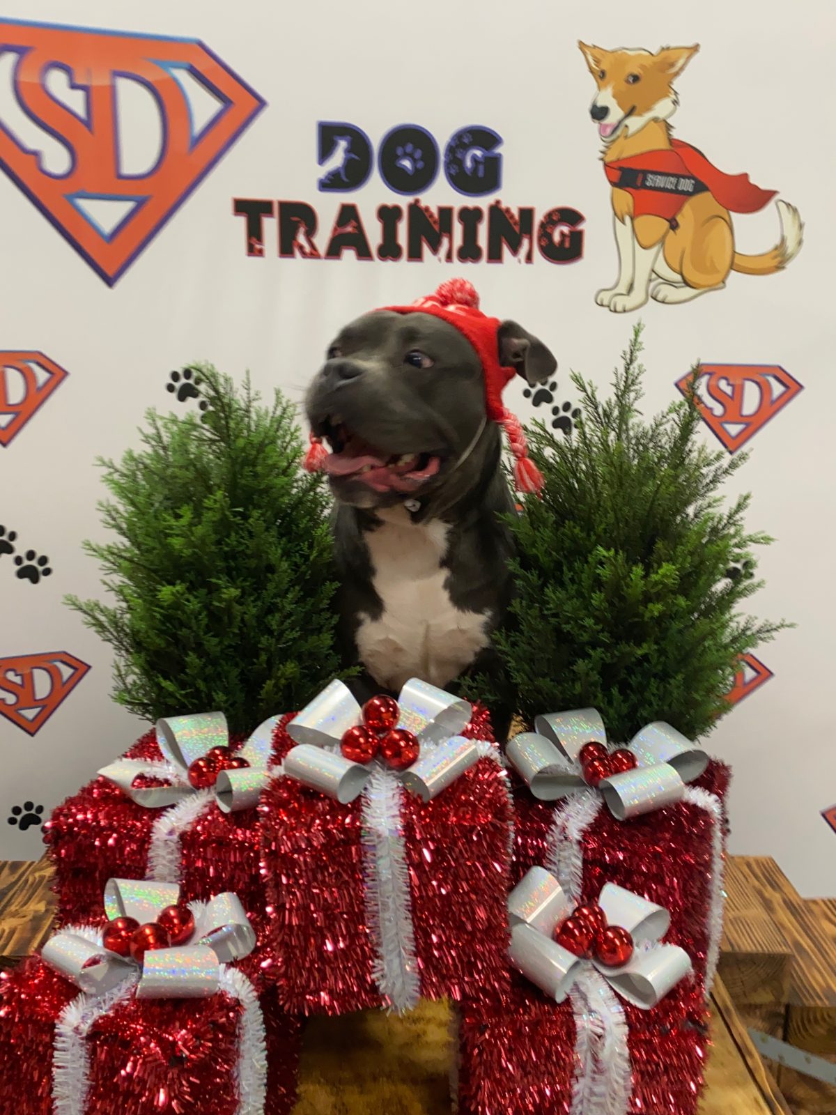 San Diego Dog Training
