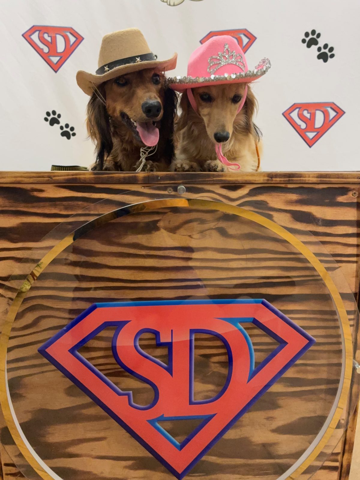 San Diego Dog Training