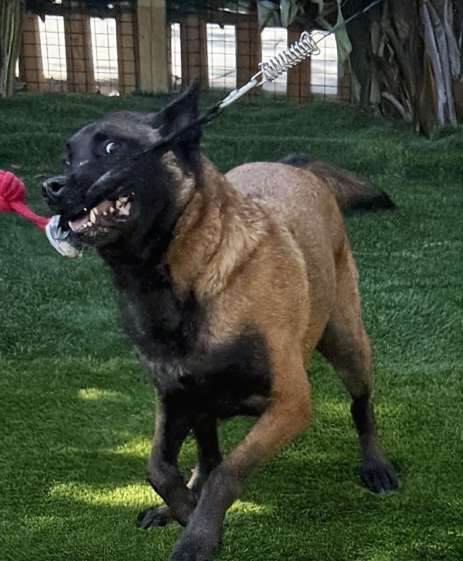 San Diego Dog Training