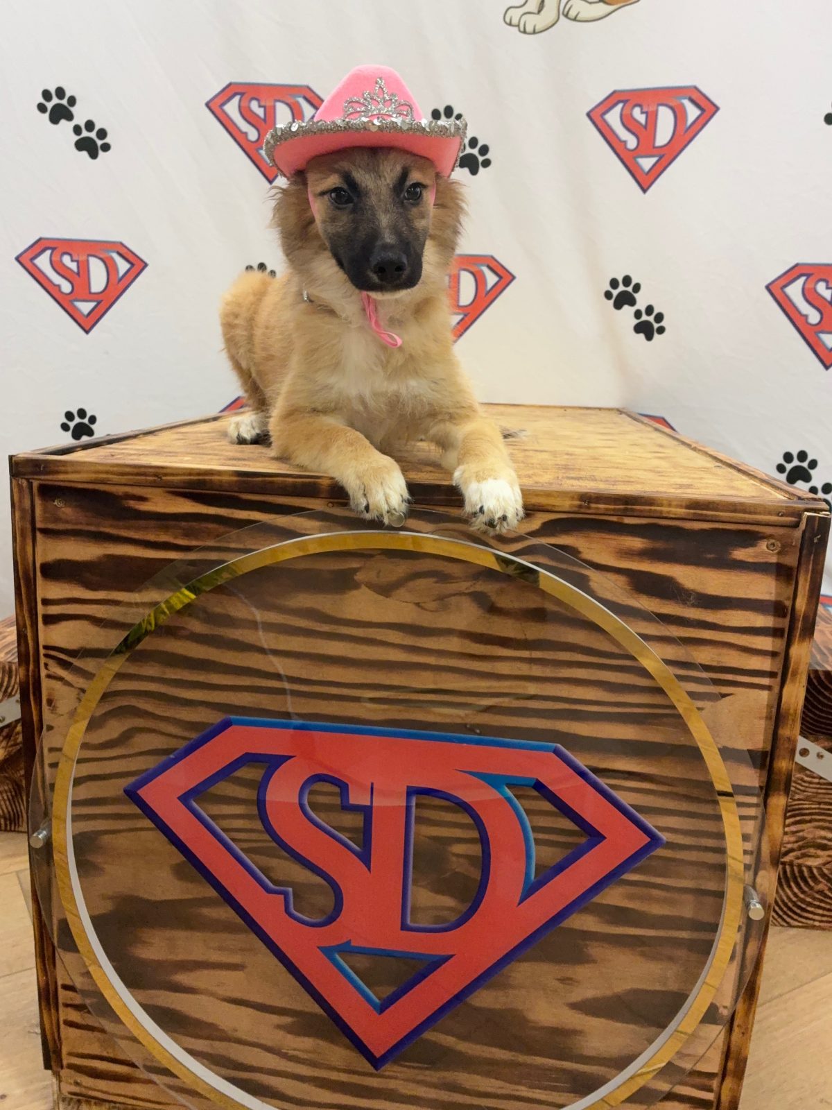 San Diego Dog Training